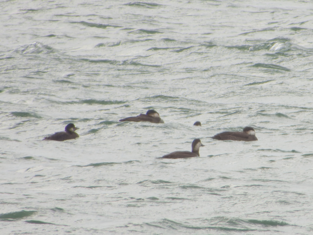 Photo of Common Scoter